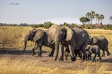 Tubu Tree - Elephant family3 Tubu Tree - Elephant family3